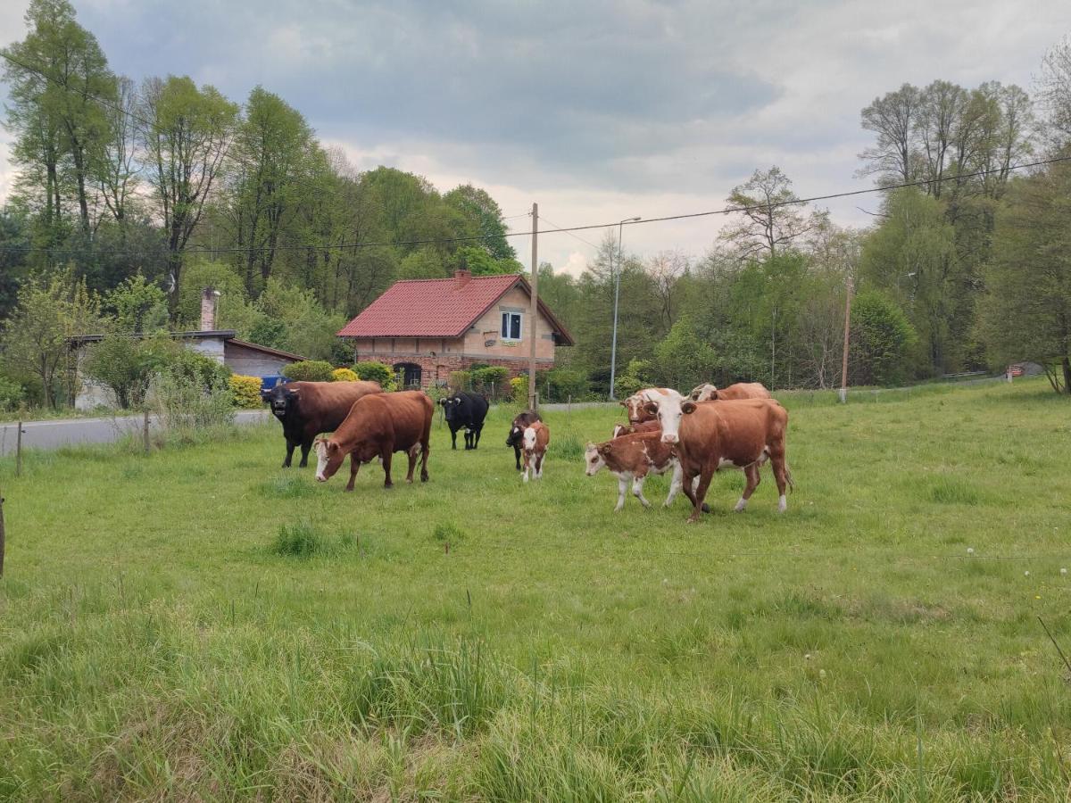 Lusatia Farm Лесна Екстериор снимка